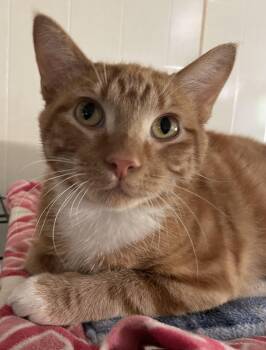 Rusty -  Domestic Short Hair Cat for Adoption in Lacon, Illinois - Rusty | PetCurious