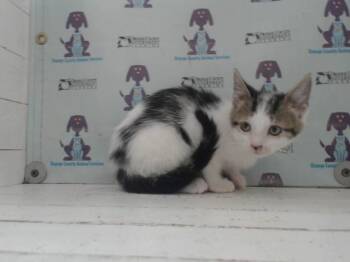 A597893 -  Domestic Short Hair Cat for Adoption in Orlando, Florida - A597893 | PetCurious