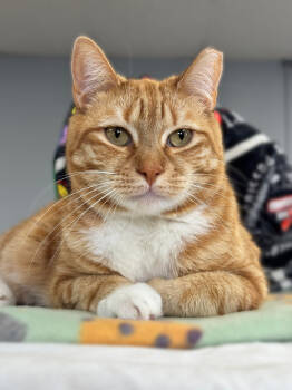 Rescue Domestic Short Hair Cats for Adoption in Mount Laurel Township, New Jersey - Beeker TCC | PetCurious