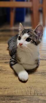 Plum -  Domestic Short Hair Cat for Adoption in Arthur, Ontario - Plum | PetCurious