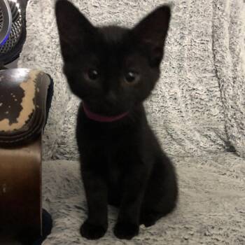 Grace Kelly -  Domestic Short Hair Cat for Adoption in Clavet, Saskatchewan - Grace Kelly | PetCurious
