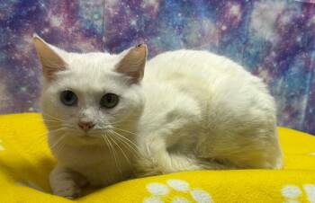 Domestic Short Hair Cats Available for Adoption in Washington Court House, Ohio - Marshmallow | PetCurious