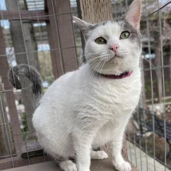 Miss Piggy -  Domestic Short Hair Cat for Adoption in Morgan Hill, California - Miss Piggy | PetCurious