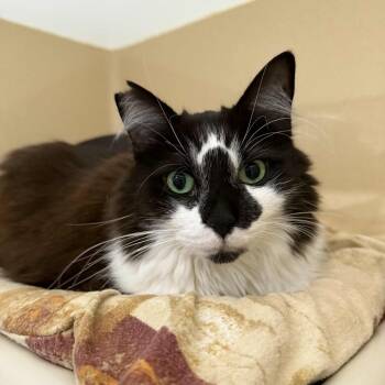 Rescue Domestic Long Hair and Maine Coon Cats for Adoption in Penn Yan, New York - Lu Lu | PetCurious