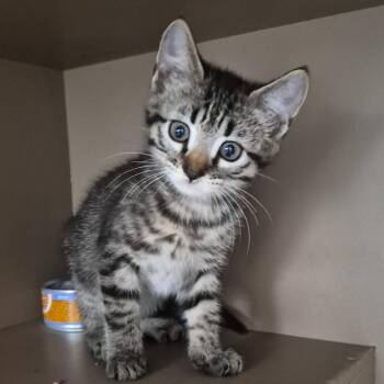 Cherry -  Domestic Short Hair Cat for Adoption in Hattiesburg, Mississippi - Cherry | PetCurious