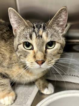 Peaches -  Domestic Short Hair Cat for Adoption in Wichita, Kansas - Peaches | PetCurious