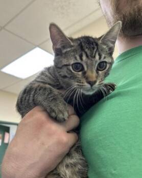Mickey Mouse -  Domestic Short Hair Cat for Adoption in Elyria, Ohio - Mickey Mouse | PetCurious