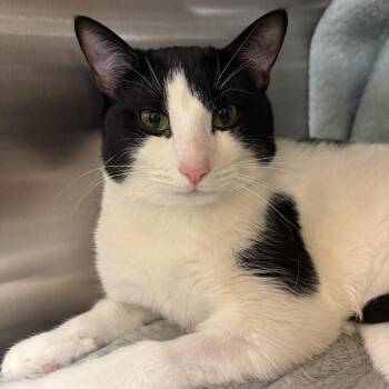 Domestic Short Hair Cats Available for Adoption in Plainfield, Illinois - Justin | PetCurious