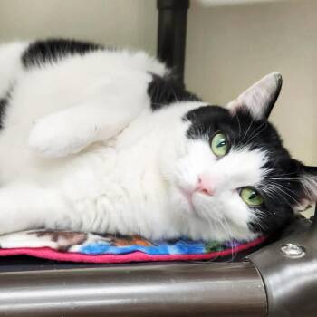 Cameo -  Domestic Short Hair Cat Available for Adoption in Oshkosh, Wisconsin - Cameo | PetCurious