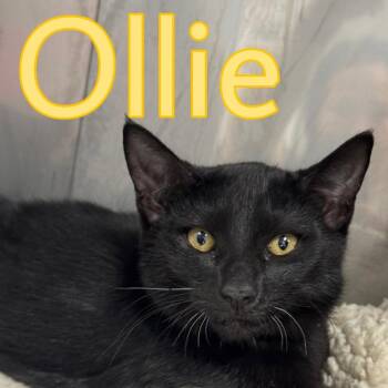 Ollie -  Domestic Short Hair Cat for Adoption in Marble, North Carolina - Ollie | PetCurious