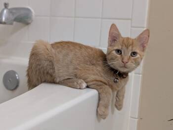 Alfonso -  Domestic Short Hair Cat for Adoption in Walla Walla, Washington - Alfonso | PetCurious