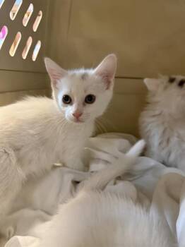 Domestic Short Hair Cats Available for Adoption in Fort Walton Beach, Florida - MARSALI | PetCurious