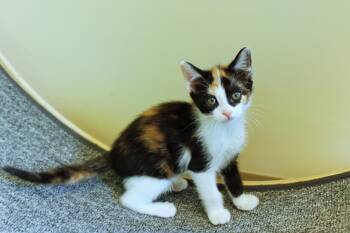 Cherry -  Calico Cat Available for Adoption in Urbana, Ohio - Cherry | PetCurious