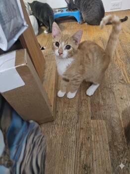 American Shorthair Cats Available for Adoption - Toby | PetCurious