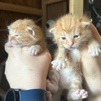 Domestic Medium Hair Cats Available for Adoption in Tipton, Indiana - Pippin | PetCurious