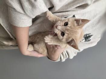 Rescue Domestic Short Hair Cats for Adoption in Park Rapids, Minnesota - Cornbread | PetCurious
