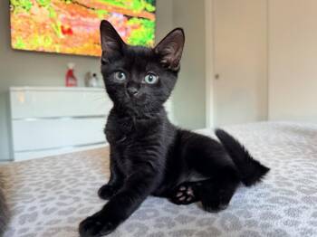 Neptune -  Domestic Short Hair Cat for Adoption in Hudson, New Hampshire - Neptune | PetCurious