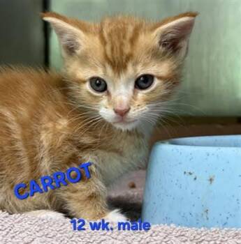 CARROT -  Domestic Short Hair Cat for Adoption in Holbrook, New York - CARROT | PetCurious