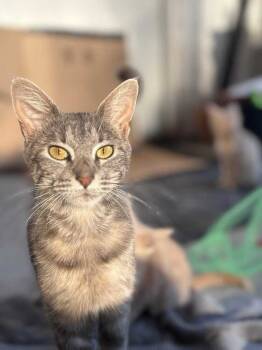 Rescue Domestic Short Hair Cats for Adoption in Oak Park, Michigan - Chiquita | PetCurious