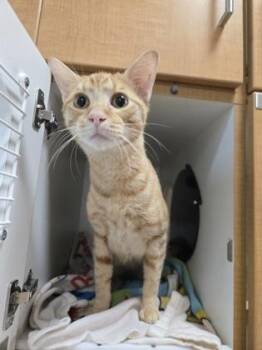 Conan O`MeowBrien -  Domestic Short Hair Cat for Adoption in Savannah, Georgia - Conan O`MeowBrien | PetCurious