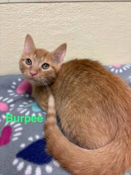 Rescue Domestic Short Hair Cats for Adoption in Ellijay, Georgia - Burpee | PetCurious