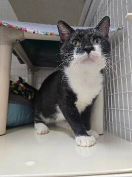 Guppy -  Domestic Short Hair Cat for Adoption in Cortland, New York - Guppy | PetCurious