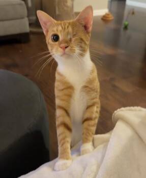 Gaia26F -  Domestic Short Hair Cat for Adoption in Youngsville, North Carolina - Gaia26F | PetCurious