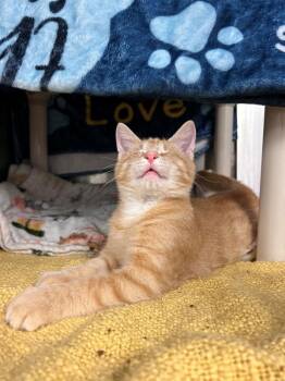 Eye Balls -  Domestic Short Hair Cat for Adoption in Richmond, Virginia - Eye Balls | PetCurious