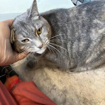 Ursula -  Domestic Short Hair Cat for Adoption in Summerlee, West Virginia - Ursula | PetCurious
