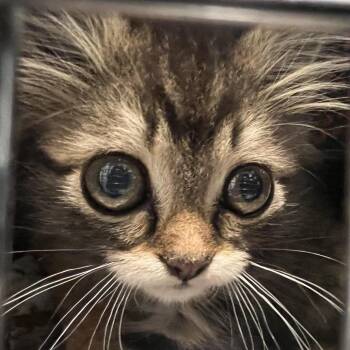 Boo -  Domestic Medium Hair Cat for Adoption in Pasadena, California - Boo | PetCurious