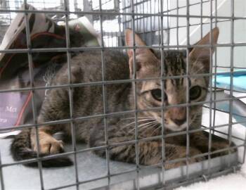 GANSITO -  Domestic Short Hair Cat for Adoption in Houston, Texas - GANSITO | PetCurious