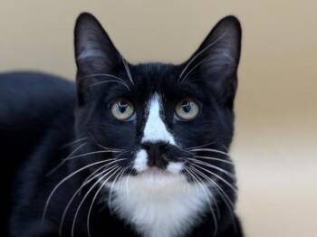 Bert -  Domestic Short Hair Cat for Adoption in Portland, Oregon - Bert | PetCurious
