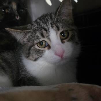 Milo -  Domestic Short Hair Cat for Adoption in Grantsville, Utah - Milo | PetCurious