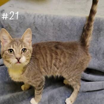 Domestic Short Hair Cats Available for Adoption in Parkersburg, West Virginia - Nyx | PetCurious