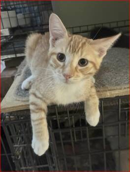 Quinn -  Tabby Cat for Adoption in Lockhart, Florida - Quinn | PetCurious