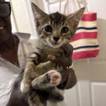 Lumen -  Domestic Short Hair Cat for Adoption in Buffalo, New York - Lumen | PetCurious