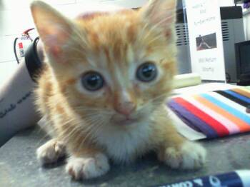 A1266190 -  Domestic Short Hair Cat for Adoption in Charlotte, North Carolina - A1266190 | PetCurious