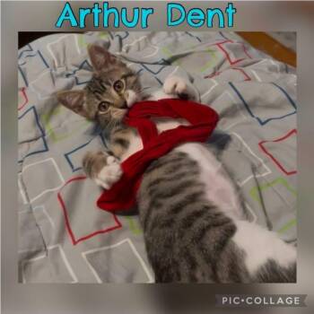 Arthur -  Domestic Short Hair Cat for Adoption in Orangevale, California - Arthur | PetCurious