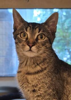 Rescue Domestic Short Hair Cats for Adoption in Aiken, South Carolina - Applesauce 59379 | PetCurious