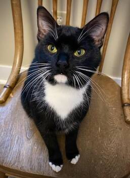 Quinn -  Domestic Short Hair Cat for Adoption in Duxbury, Massachusetts - Quinn | PetCurious