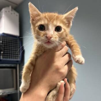 Motel 6 -  Domestic Medium Hair Cat for Adoption in Chattanooga, Tennessee - Motel 6 | PetCurious