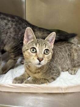 ASH -  Domestic Short Hair Cat Available for Adoption in Fort Myers, Florida - ASH | PetCurious