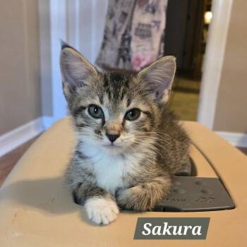Sakura -  Domestic Short Hair Cat for Adoption in Bentonville, Arkansas - Sakura | PetCurious