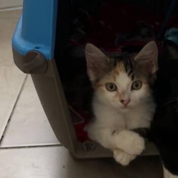 Canela -  Domestic Short Hair Cat for Adoption in Ferndale, Michigan - Canela | PetCurious