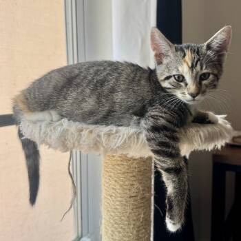 Rescue Domestic Short Hair Cats for Adoption in Jupiter, Florida - Hermione | PetCurious