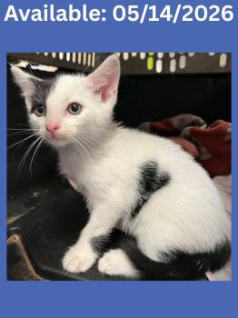 Extra Toes Cat Hemingway Polydactyl and Domestic Short Hair Cats Available for Adoption in Greenville, Texas - Cat Condo #8 | PetCurious