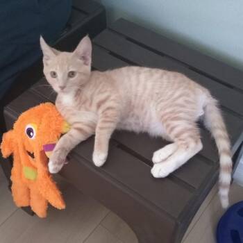Tater Tot -  Domestic Short Hair Cat for Adoption in Las Vegas, Nevada - Tater Tot | PetCurious