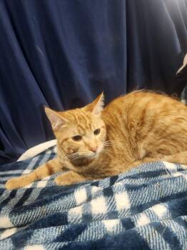 Domestic Short Hair and Tabby Cats Available for Adoption in Lexington, Tennessee - OLIVER | PetCurious