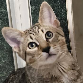 Rescue Domestic Short Hair Cats for Adoption in Brighton, Missouri - Boots | PetCurious