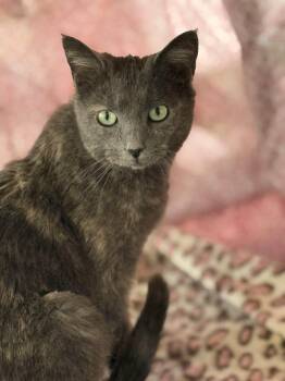 Domestic Short Hair Cats Available for Adoption - Nikki | PetCurious